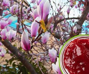 Dżem z magnolii - nowa gwiazda wiosennej kuchni. Ten kwiatowy przysmak jest gotowy zawojować wasze podniebienia