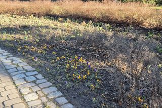 Pierwsze oznaki wiosny w Olsztynie. W mieście są już pąki na drzewach