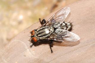 Sposób na muchy - jak pozbyć się much w domu?