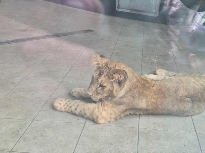 Chorzowskie zoo budzi się do życia ZDJĘCIA