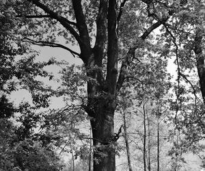 Stare, blisko 600. letnie drzewo w Zarzeczewie