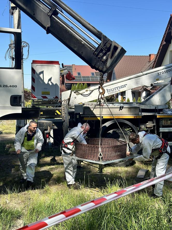 Bociany z Bobrownik otrzymały nowe gniazdo