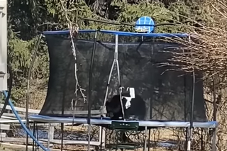 Niedźwiedzie zabawy w ogródku 