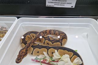 Pajęcza sieć i wężowe sploty w Bydgoszczy. Targi ZooEgzotyka 2025 przyciągnęła tłumy