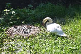 Cud narodzin w łabędzim gnieździe! W centrum Bydgoszczy wykluło się sześć piskląt [ZDJĘCIA]