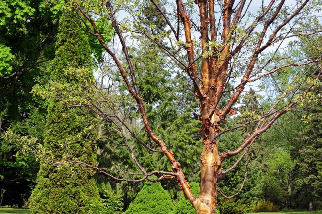 Klon strzępiastokory - Acer griseum