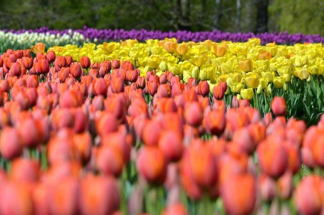 Tulipany w Botaniku w Łodzi