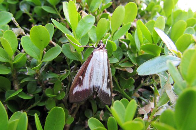 Wykonaj ten oprysk na przełomie marca i lutego, a ćmy bukszpanowej nie zauważysz w tym sezonie. Zabija larwy zanim się wylęgną. Wiosenny sposób na ćmę bukszpanową