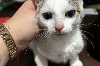 Bezdomne koty z Leszna