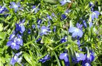Lobelia: rośliny na balkon południowy