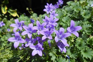 Campanula, czyli dzwonki. Przewodnik po popularnych gatunkach dzwonków i ich wymaganiach