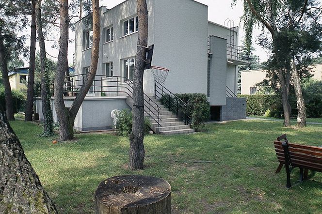Wycinka drzewa