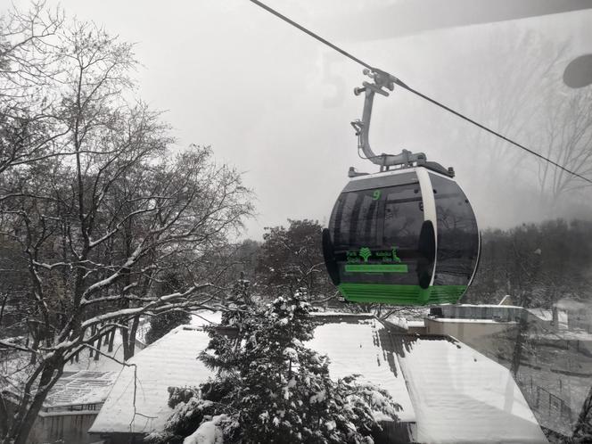 Nad Zoo w Chorzowie kursuje nowa "Elka" - fotki z pierwszego przejazdu nowej linii kolejki w Parku Śląskim