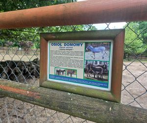 Mini ZOO w Lesznie ma nowych mieszkańców. To owce, konie i osioł