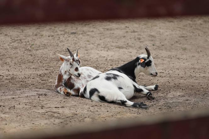 Zamiast dokarmiać, czochrają zwierzęta. Nowa atrakcja w lubińskim zoo