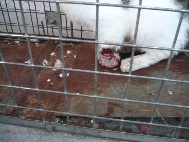 Kętrzyn. Właściciele liczyli, że umrze. Uratowana - poszukuje domu i pieniędzy na amputację łapki!