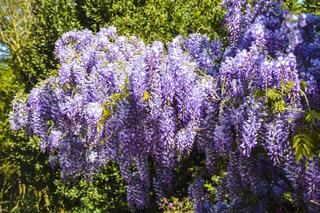 Dlaczego glicynia nie kwitnie? Co zrobić żeby wisteria zakwitła? 