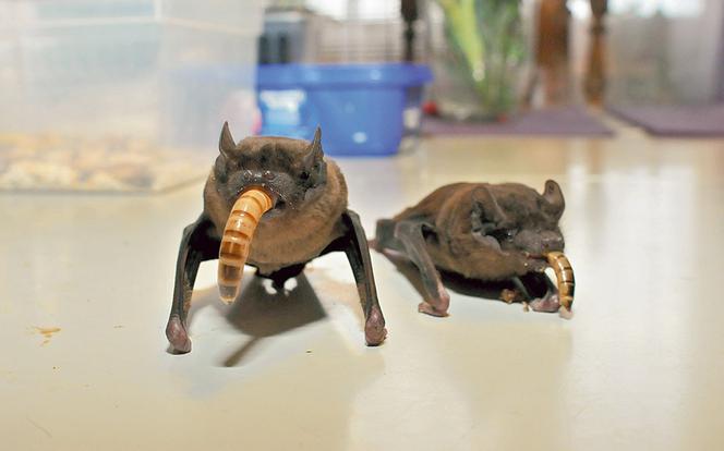 Batmama nie śpi w nocy, bo karmi niepoterze