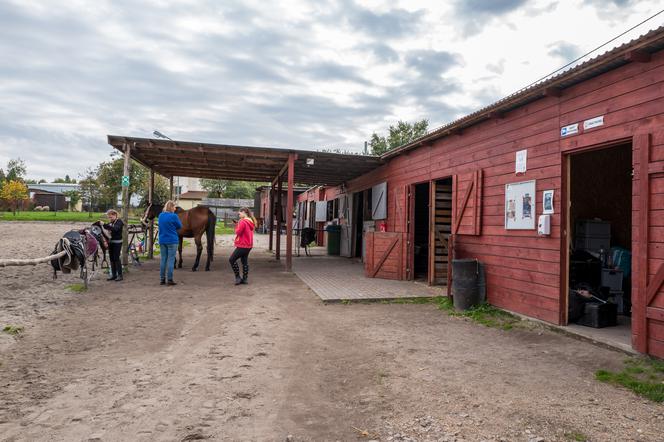 Stadnina koni w Bytomiu
