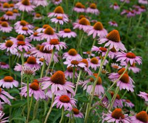 Jeżówka (echinacea)