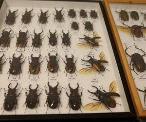 I Międzynarodowy Dzień Wymiany Owadów i Targi Entomologiczne w Bytomiu