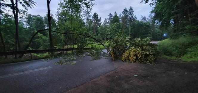 Front burzowy przeszedł przez Warmię i Mazury. Powalone drzewa, dużo strat materialnych [ZDJĘCIA]
