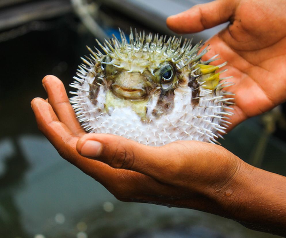 Rozdymka tygrysia jest nazywana rybą Fugu. Cesarz Japonii ma zakaz jej spożywania. 