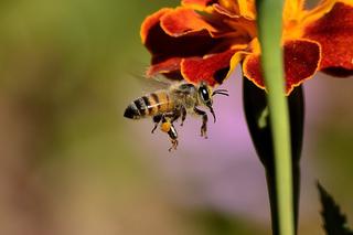 Dzień Ziemi 2020. Akcja internautów w Rzeszowie: dokarmiajmy pszczoły!