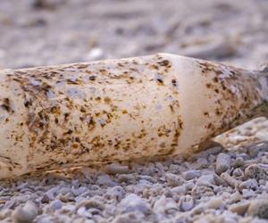 Biodegradowalny plastik nie jest eko? Nowe odkrycie naukowców 