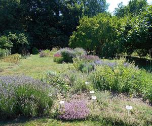 7 najładniejszych ogrodów botanicznych w Polsce. Kiedy je odwiedzić i gdzie są?