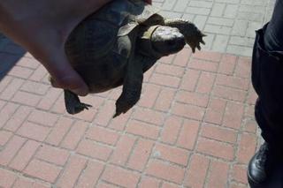 Nietypowy pieszy na ulicach Kalisza! Jemu można było zarzucić żółwie tempo!