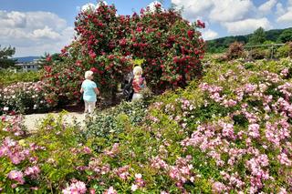 Kieleckie Święto Róż 2023