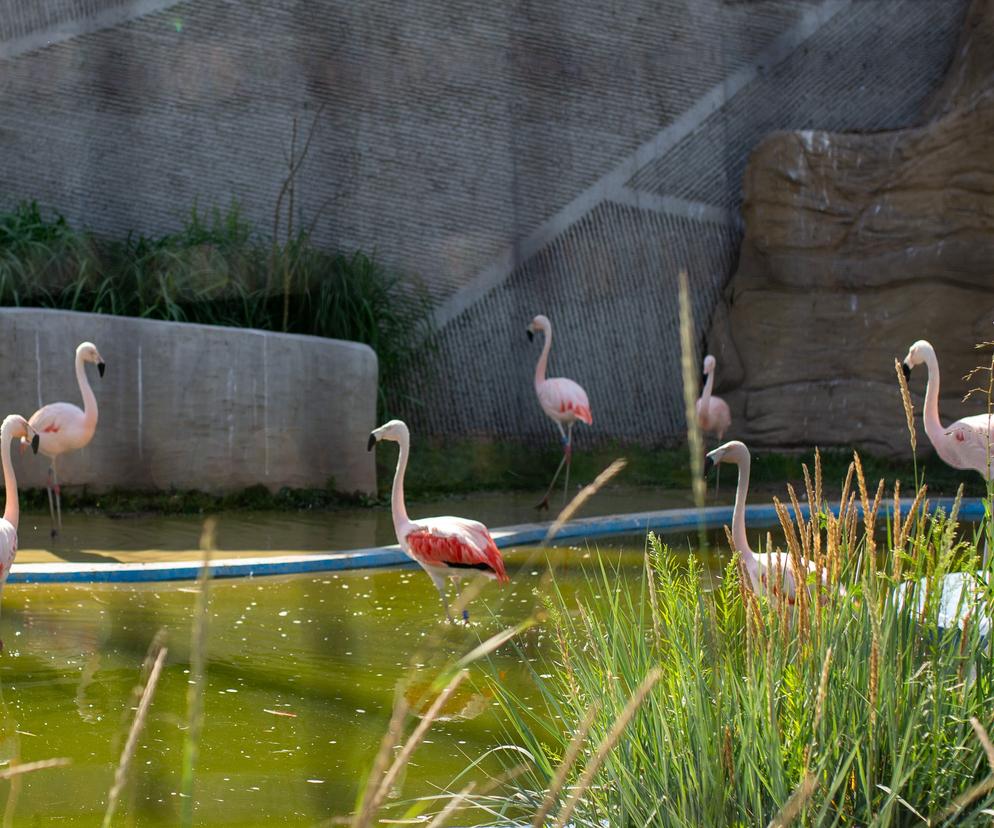 flamingi w zoo w Zamościu