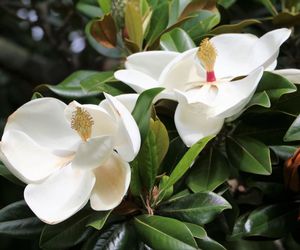 Magnolia wielkokwiatowa