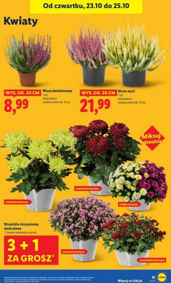 Promocja na znicze w Lidlu