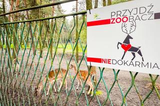 Zwierzęta w Sosnowcu mają przeogromny jadłospis 