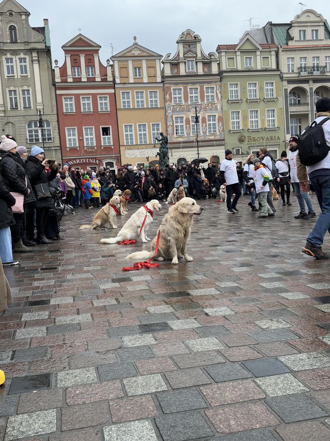 Golden Retriever WOŚP w Poznaniu