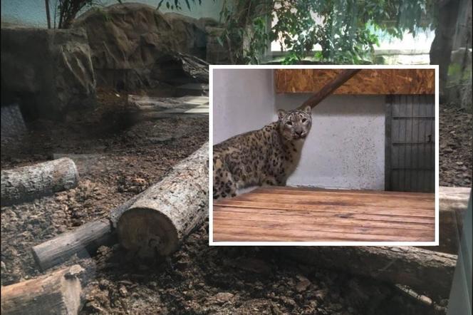 Pantera śnieżna nowym mieszkańcem zoo w Myślęcinku. Buba zastąpi zmarłego w 2022 Altaja?