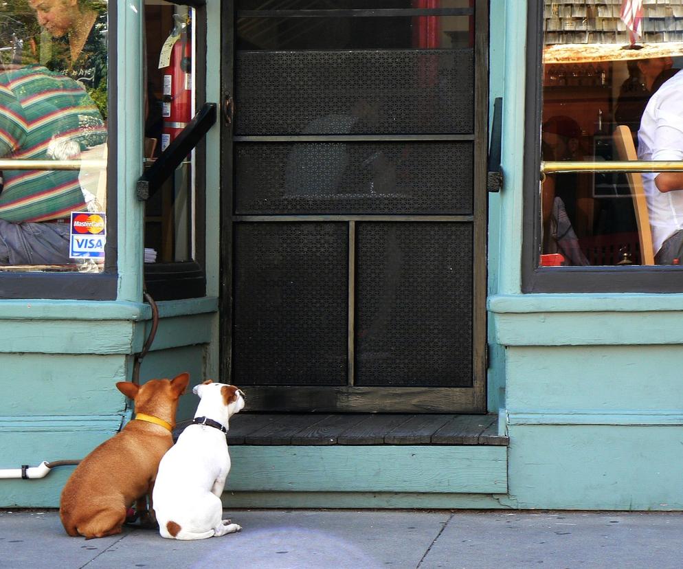 Czy można wejść z psem do sklepu czy restauracji? GIS wyjaśnia