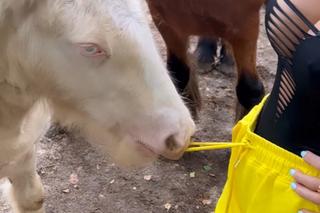 Kucyk rzucił sie na Dodę