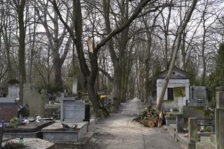 Powalone drzewa na Cmentarzu Powązkowskim
