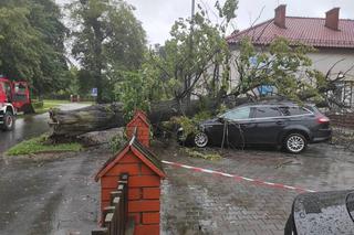 Grzegorz przyjechał z córką po synka do przedszkola. Gdy siedział z Basią w szoferce, na auto runęło drzewo