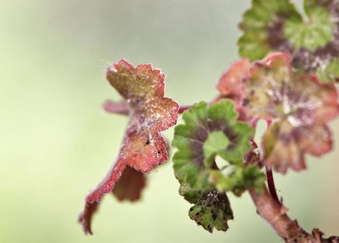 Chora pelargonia