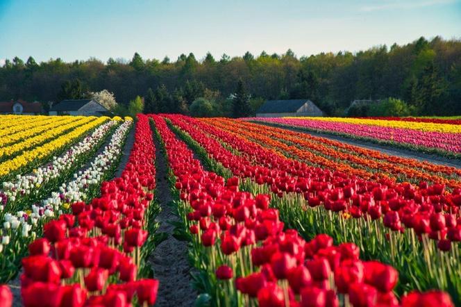 To nie Keukenhof, to Polska! „Mała Holandia” ukryta w świętokrzyskim zachwyca turystów