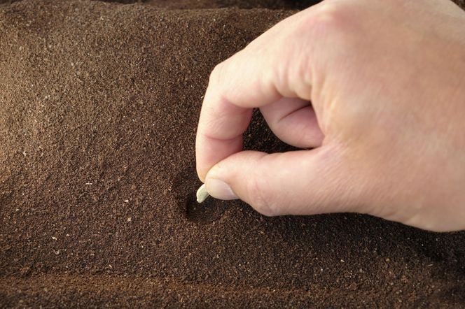 Wysiew dyni do gruntu