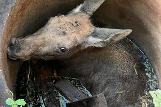 Giżycko. Łoś wpadł do studni. Konieczna była interwencja strażaków [ZDJĘCIA]