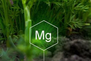 Magnez  - znaczenie magnezu dla roślin. Rola magnezu w życiu roślin