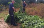 4 Policja trafiła na wielką plantację marihuany w Dobroniu niedaleko Zduńskiej Woli