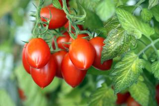 Pomidory śliwkowe - odmiany, uprawa, pielęgnacja