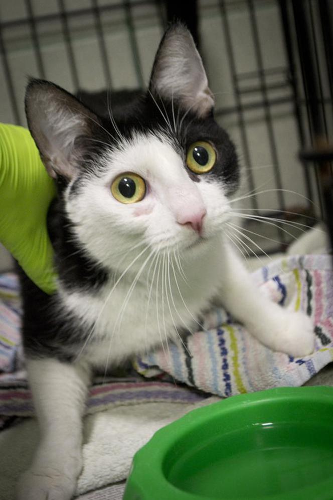 Koty czekają na adopcję